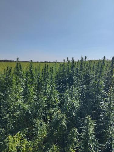 Hemp-plantation on the lands of 91530 Le Marais