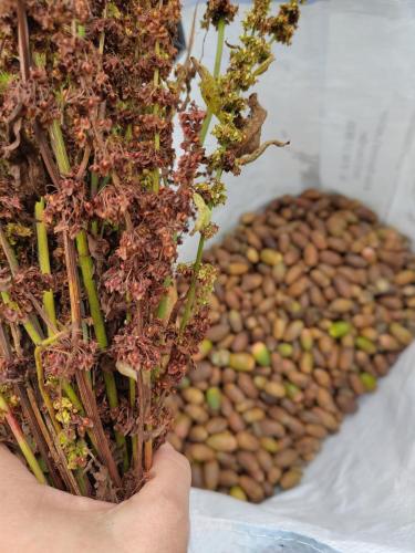 Harvested tinctorial plants (rumex and acorns)