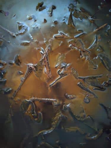 Preparing a blackberry leaves tanning 