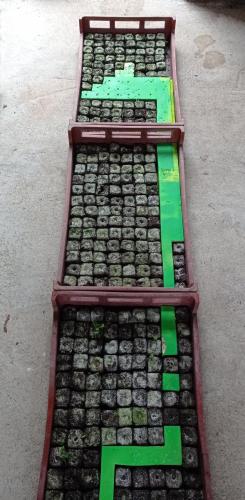 Motte - installation 